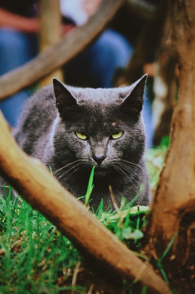 黑猫躺在草地上的浅焦摄影